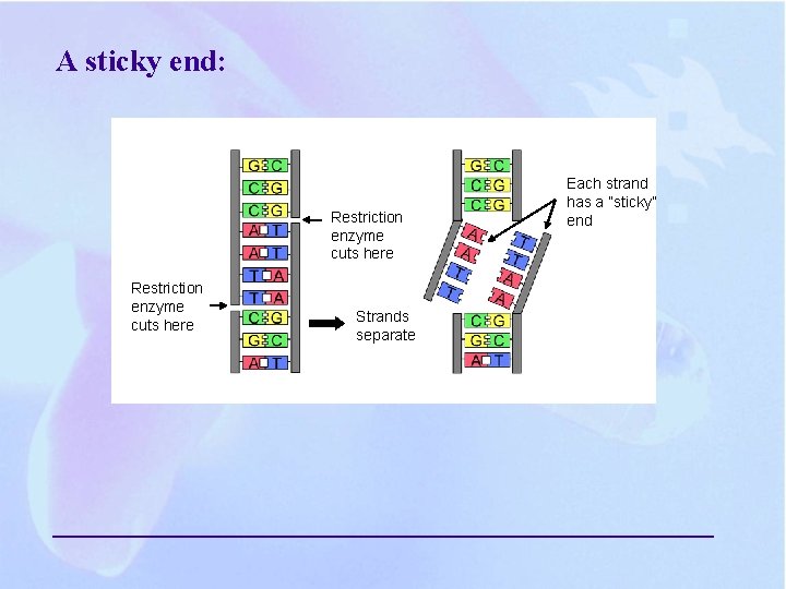 A sticky end: Restriction enzyme cuts here Strands separate Each strand has a ”sticky” A sticky end: Restriction enzyme cuts here Strands separate Each strand has a ”sticky”