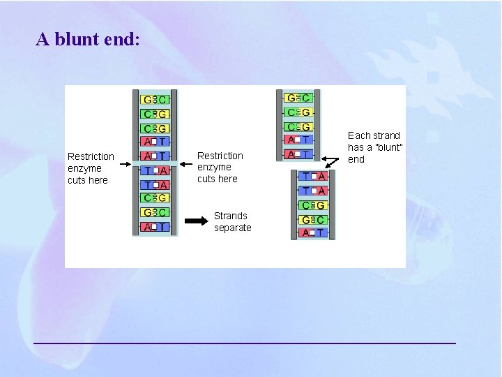 A blunt end: Restriction enzyme cuts here Strands separate Each strand has a ”blunt” A blunt end: Restriction enzyme cuts here Strands separate Each strand has a ”blunt”