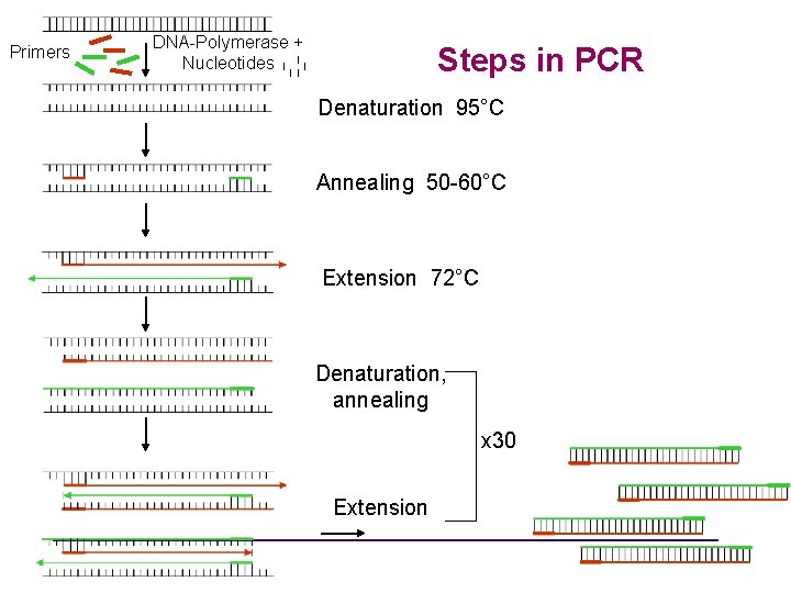Primers DNA-Polymerase + Nucleotides Steps in PCR Denaturation 95°C Annealing 50 -60°C Extension 72°C