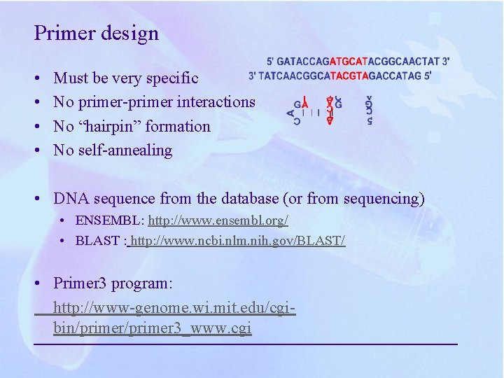Primer design • • Must be very specific No primer-primer interactions No “hairpin” formation Primer design • • Must be very specific No primer-primer interactions No “hairpin” formation