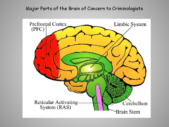 Major Parts of the Brain of Concern to Criminologists 