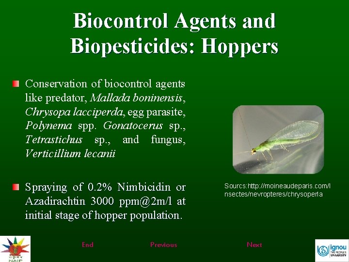 Biocontrol Agents and Biopesticides: Hoppers Conservation of biocontrol agents like predator, Mallada boninensis, Chrysopa