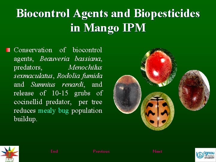 Biocontrol Agents and Biopesticides in Mango IPM Conservation of biocontrol agents, Beauveria bassiana, predators,