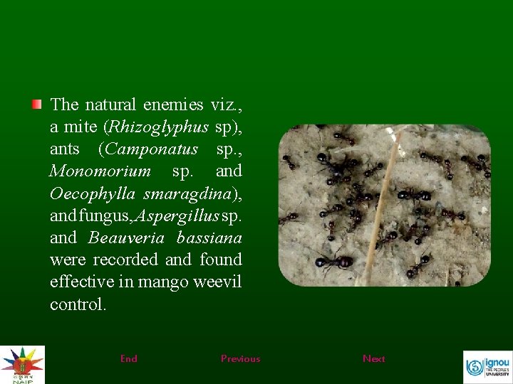 The natural enemies viz. , a mite (Rhizoglyphus sp), ants (Camponatus sp. , Monomorium