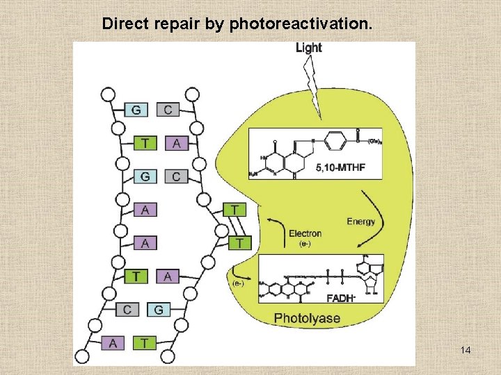 Direct repair by photoreactivation. 14 