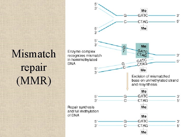 Mismatch repair (MMR) 