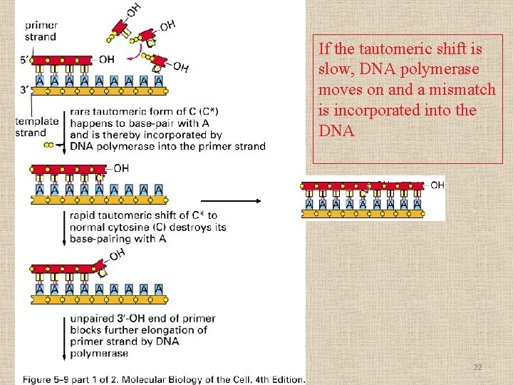 If the tautomeric shift is slow, DNA polymerase moves on and a mismatch is