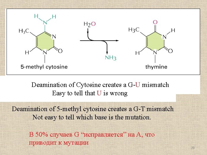 Deamination of Cytosine creates a G-U mismatch Easy to tell that U is wrong