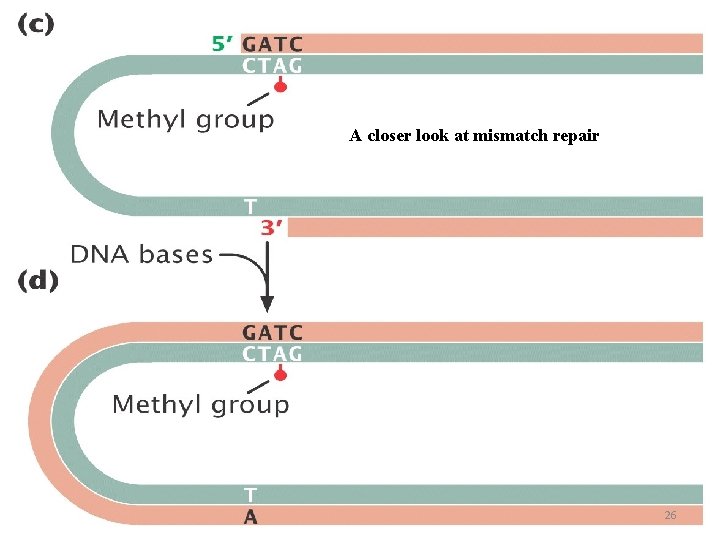 A closer look at mismatch repair 26 