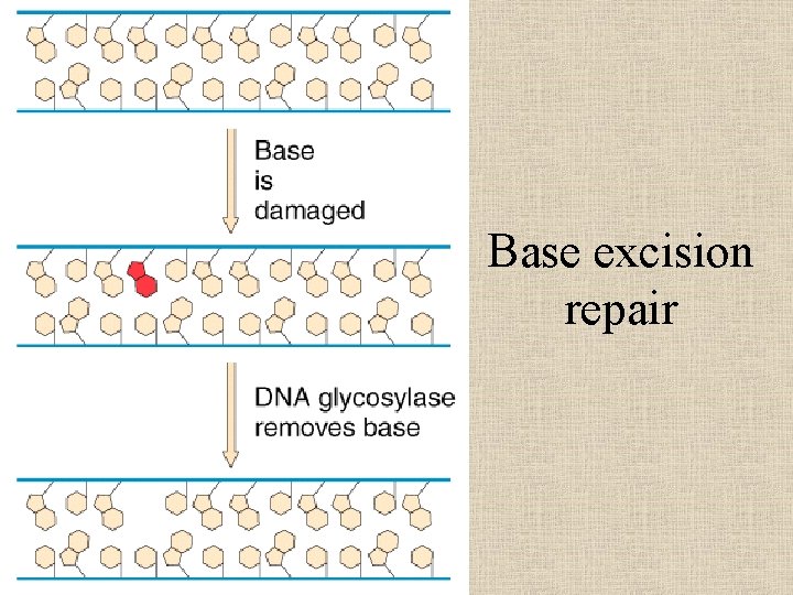 Base excision repair 