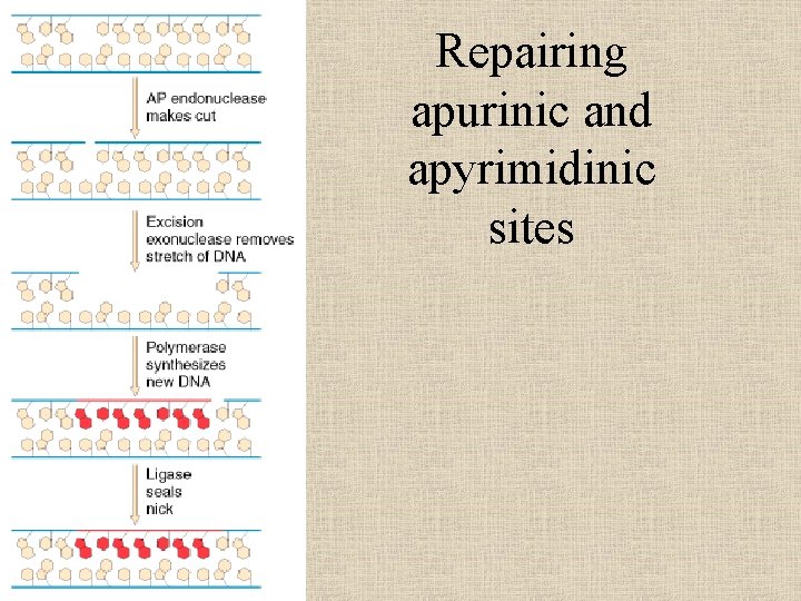 Repairing apurinic and apyrimidinic sites 