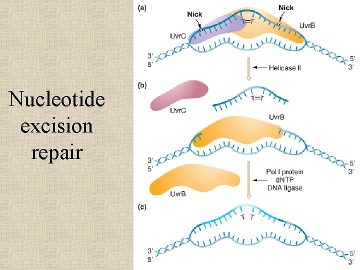 Nucleotide excision repair 