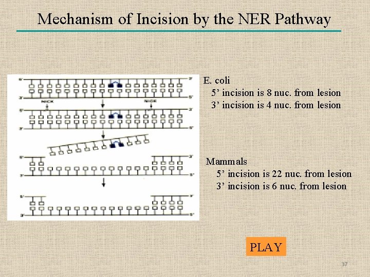 Mechanism of Incision by the NER Pathway E. coli 5’ incision is 8 nuc.