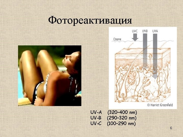 Фотореактивация UV-A UV-B UV-C (320– 400 nm) (290– 320 nm) (100– 290 nm) 6