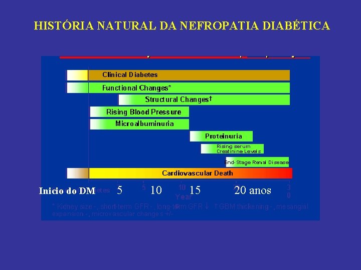 HISTÓRIA NATURAL DA NEFROPATIA DIABÉTICA Inicio do DM 5 10 15 20 anos 