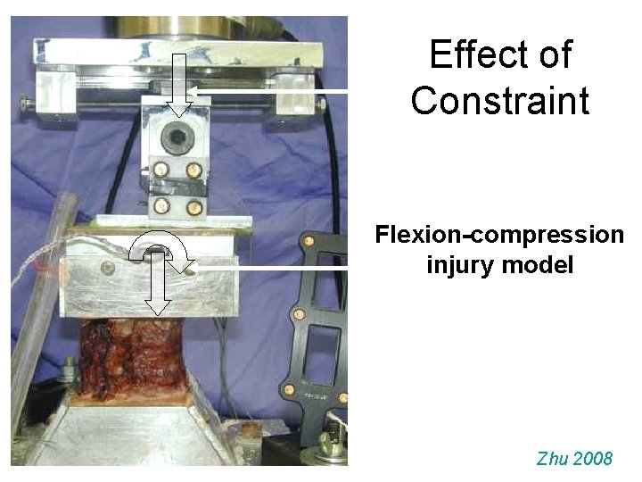 Effect of Constraint Flexion-compression injury model Zhu 2008 