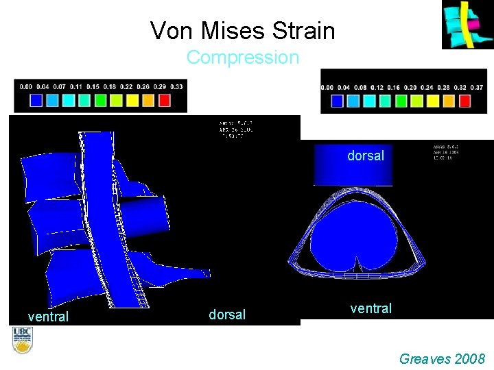 Von Mises Strain Compression dorsal ventral Greaves 2008 