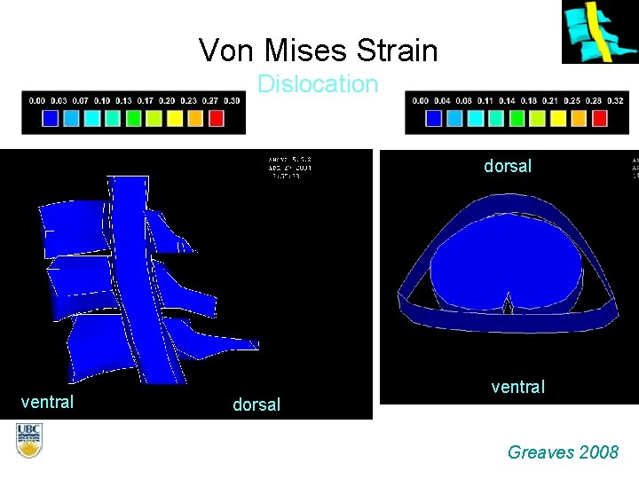 Von Mises Strain Dislocation dorsal ventral Greaves 2008 