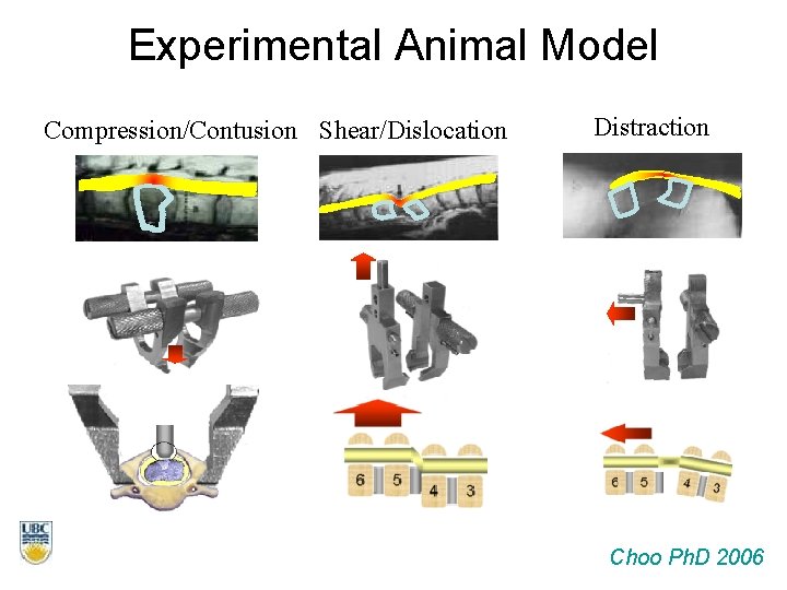 Experimental Animal Model Compression/Contusion Shear/Dislocation Distraction Choo Ph. D 2006 