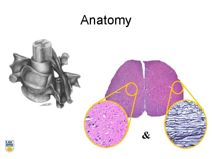 Anatomy & 