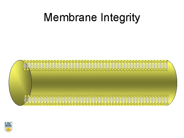 Membrane Integrity 