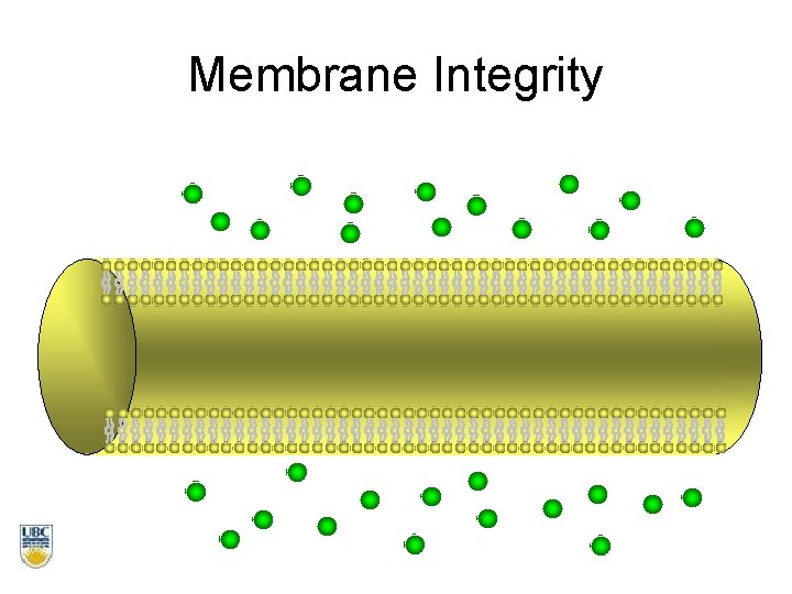 Membrane Integrity 