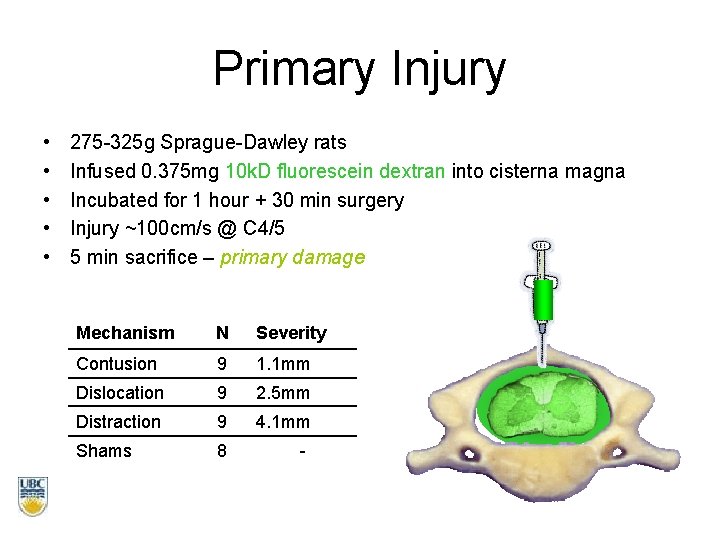 Primary Injury • • • 275 -325 g Sprague-Dawley rats Infused 0. 375 mg