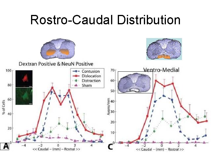 Rostro-Caudal Distribution 