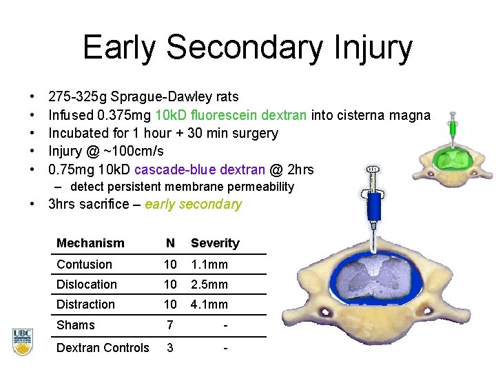 Early Secondary Injury • • • 275 -325 g Sprague-Dawley rats Infused 0. 375