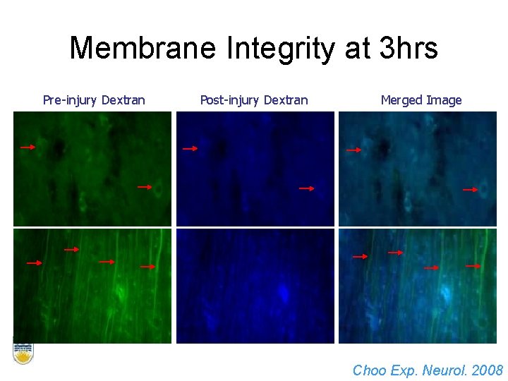 Membrane Integrity at 3 hrs Pre-injury Dextran Post-injury Dextran Merged Image Choo Exp. Neurol.