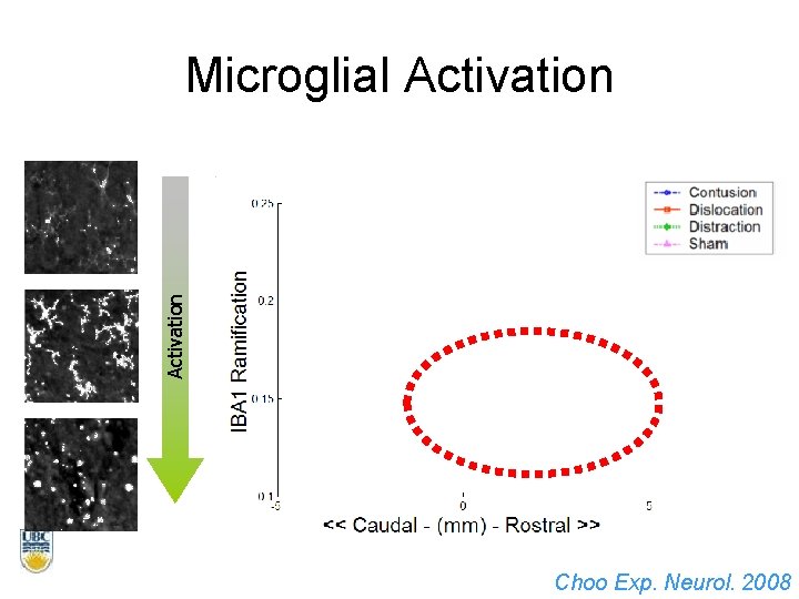 Activation Microglial Activation Choo Exp. Neurol. 2008 