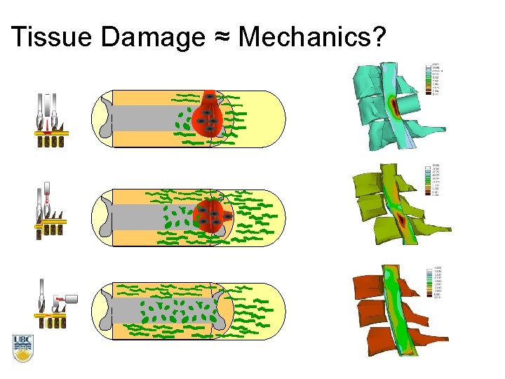 Tissue Damage ≈ Mechanics? 