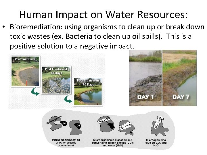 Human Impact on Water Resources: • Bioremediation: using organisms to clean up or break