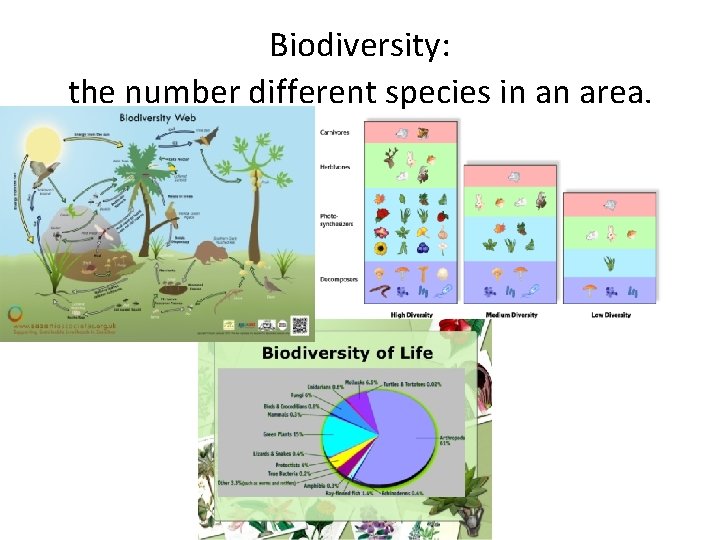 Biodiversity: the number different species in an area. 