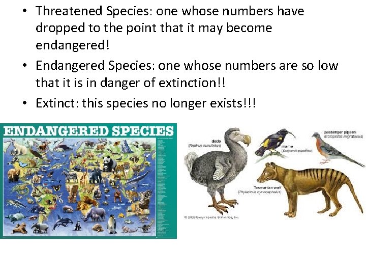  • Threatened Species: one whose numbers have dropped to the point that it