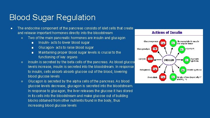 Blood Sugar Regulation ● The endocrine component of the pancreas consists of islet cells