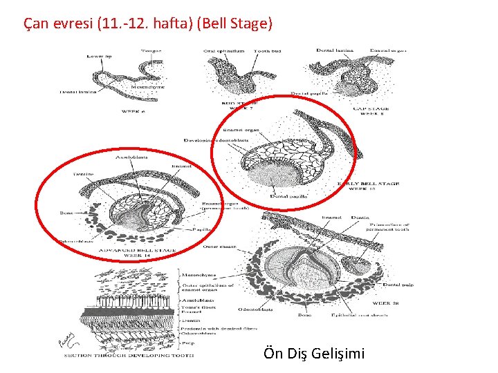 Çan evresi (11. -12. hafta) (Bell Stage) Ön Diş Gelişimi 