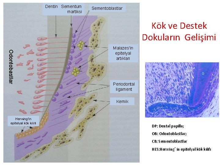 Dentin Sementum martiksi Sementoblastlar Kök ve Destek Dokuların Gelişimi Odontobastlar Malazes’in epitelyal artıkları Periodontal