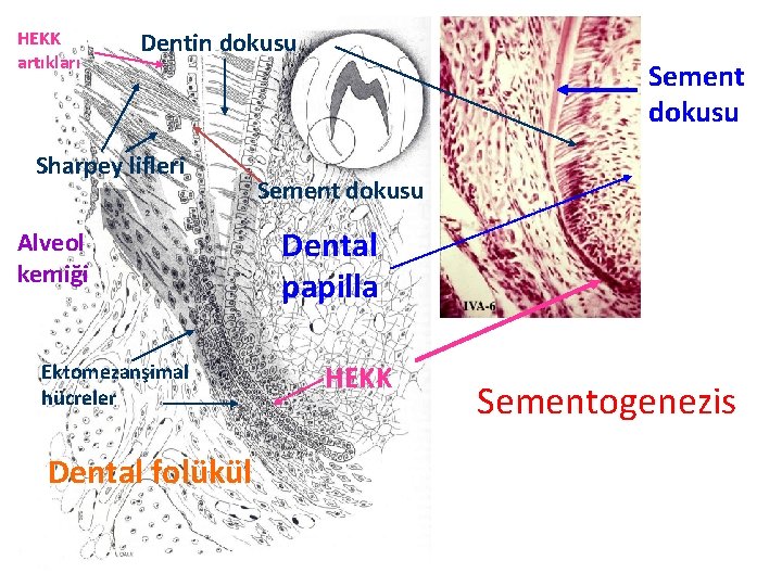 HEKK artıkları Dentin dokusu Sharpey lifleri Alveol kemiği Ektomezanşimal hücreler Dental folükül Sement dokusu