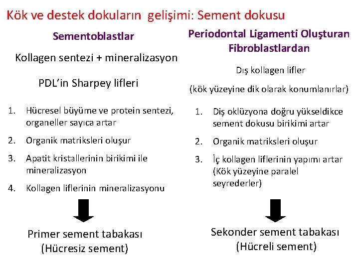 Kök ve destek dokuların gelişimi: Sement dokusu Sementoblastlar Kollagen sentezi + mineralizasyon Periodontal Ligamenti