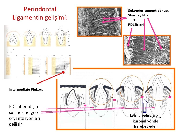 Periodontal Ligamentin gelişimi: Sekonder sement dokusu Sharpey lifleri + PDL lifleri Intermediate Pleksus PDL