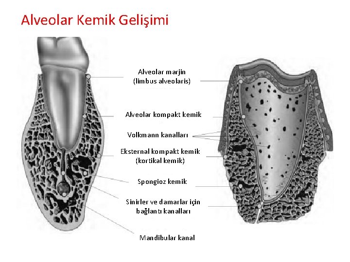 Alveolar Kemik Gelişimi Alveolar marjin (limbus alveolaris) Alveolar kompakt kemik Volkmann kanalları Eksternal kompakt