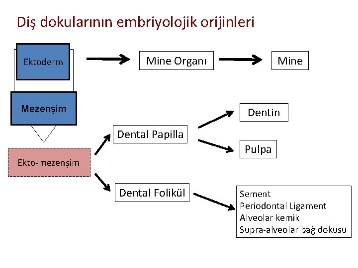 Diş dokularının embriyolojik orijinleri Ektoderm Mine Organı Mezenşim Mine Dentin Dental Papilla Pulpa Ekto-mezenşim