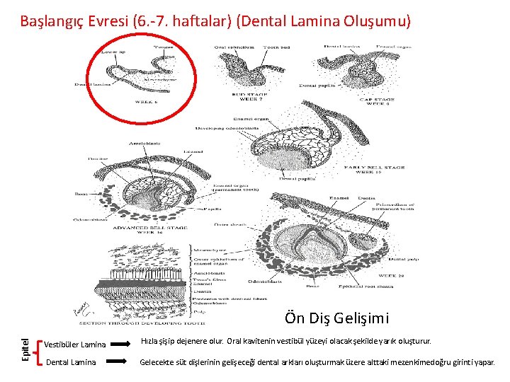 Başlangıç Evresi (6. -7. haftalar) (Dental Lamina Oluşumu) Epitel Ön Diş Gelişimi Vestibüler Lamina