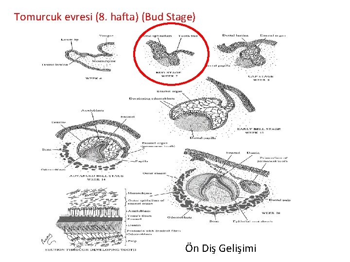 Tomurcuk evresi (8. hafta) (Bud Stage) Ön Diş Gelişimi 