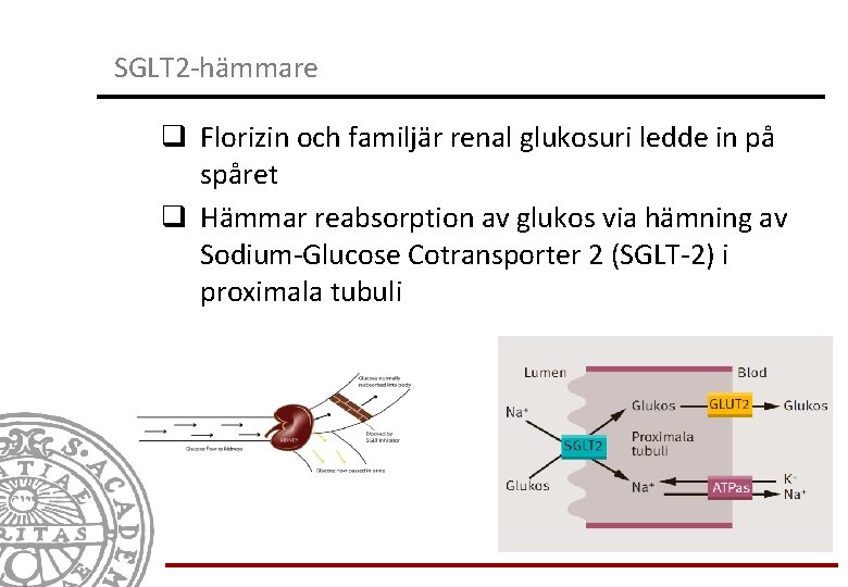 SGLT 2 -hämmare q Florizin och familjär renal glukosuri ledde in på spåret q