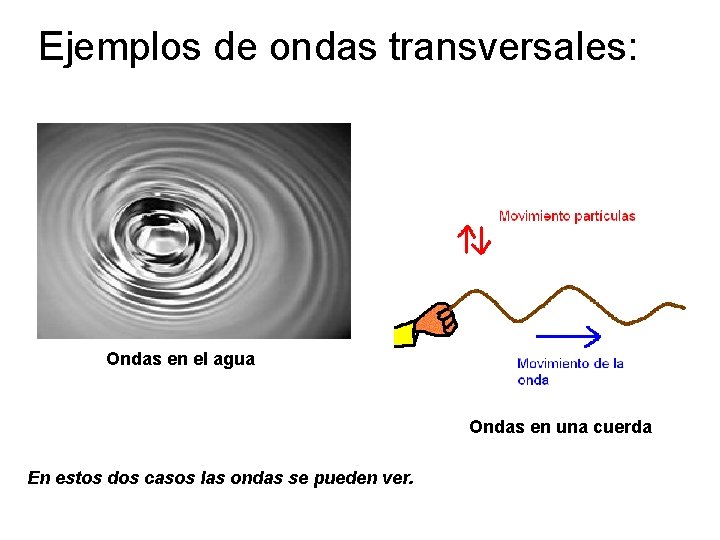 Ejemplos de ondas transversales: Ondas en el agua Ondas en una cuerda En estos