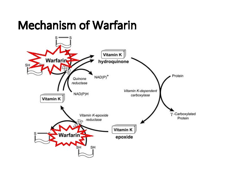 Mechanism of Warfarin 