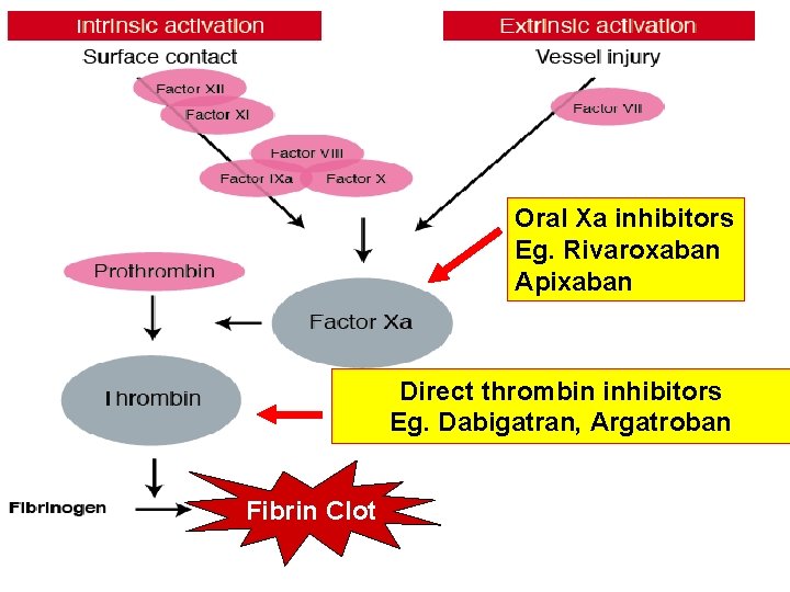 Oral Xa inhibitors Eg. Rivaroxaban Apixaban Direct thrombin inhibitors Eg. Dabigatran, Argatroban Fibrin Clot