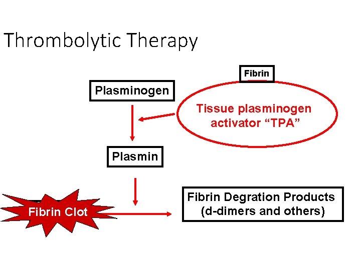 Thrombolytic Therapy Fibrin Plasminogen Tissue plasminogen activator “TPA” Plasmin Fibrin. Clot Fibrin Degration Products